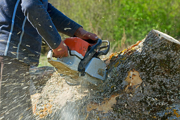 Best Tree Health Inspection  in Arbury Hls, IL